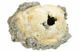 Fossil Clam (Mercenaria) With Fluorescent Calcite - Rucks Pit, FL #264736-1